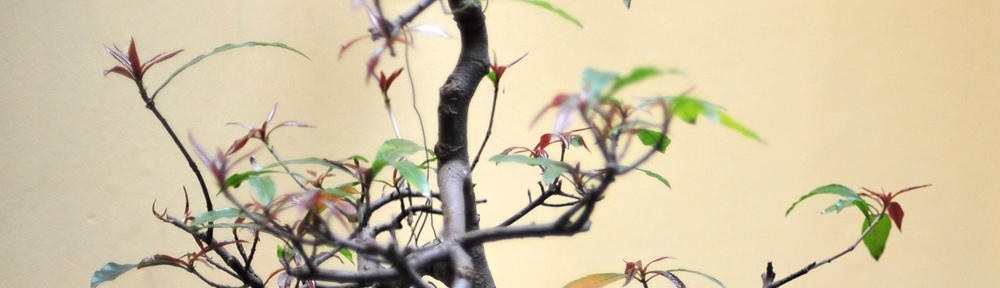 Doradca ADR – Konsultant ADR – DGSA